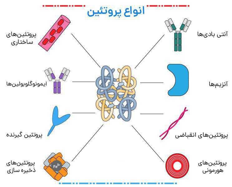 اهمیت پروتئین در بدن