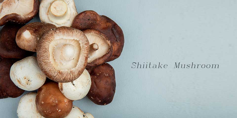 قارچ شیتاکه چیست و چه خواصی دارد؟