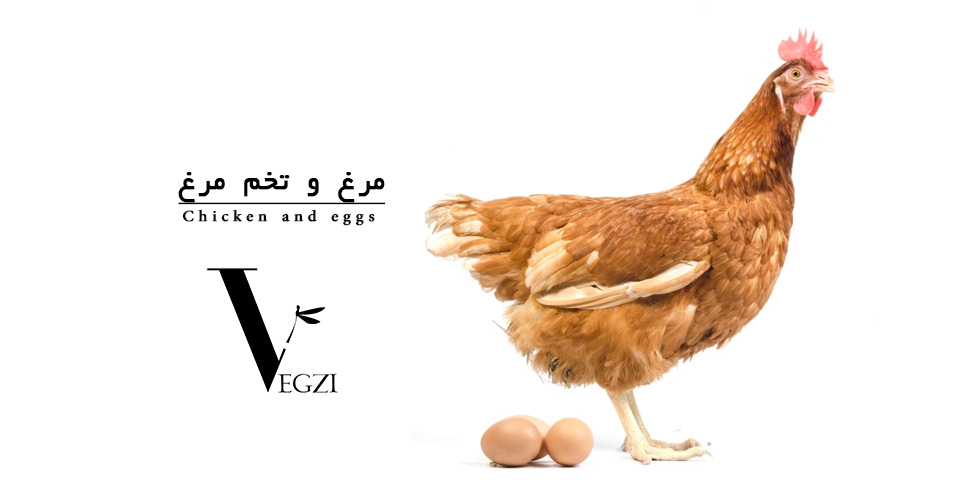 مرغ و تخم مرغ