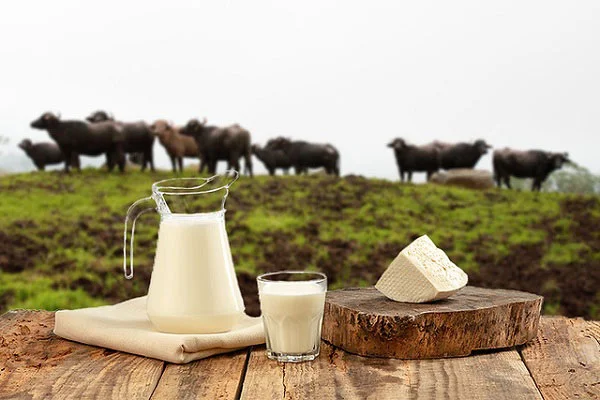 کلسیم شیر گاو و تأثیرات منفی آن بر بدن انسان