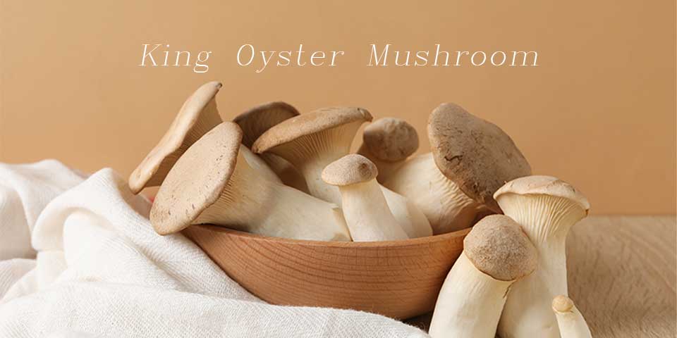 قارچ شاه صدفی چیست و چه خواصی دارد؟