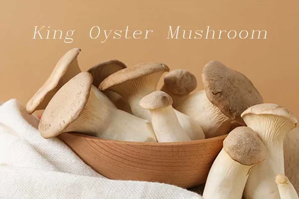 قارچ شاه صدفی چیست و چه خواصی دارد؟