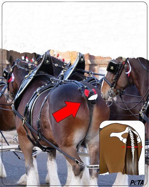 بریدن دم اسب